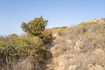 The path to Spiaggia di Porto Giunco in Europe, Italy, Sardinia, Cala Caterina, in summer, on a sunny day.