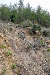 Young pine forest. High quality photo