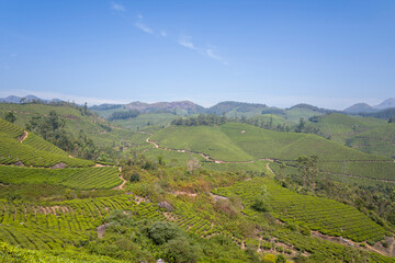 Tea plantations in the mountains in Munnar in Asia, India, Kerala, Munnar, in summer, on a sunny day.