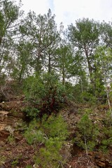 Young pine forest. High quality photo