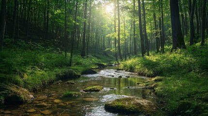 Serene Untouched Natural Landscape with Flowing Stream and Forest Light