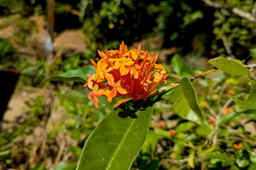 Orange Rathmal in garden of sri lanka
