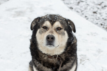 Cute big dog in snowflakes Winter Portrait