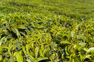 Tea plants in Munnar in Asia, India, Kerala, Munnar, in summer, on a sunny day.