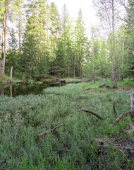 Forest with a river running through it