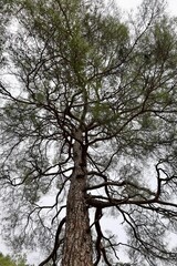 Leaning tall tree. High quality photo