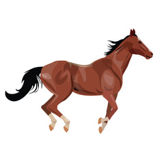 Horse runs gallop