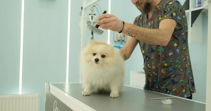 An adorable Pomeranian dog being groomed at a pet grooming salon. At a pet grooming salon, a middle-aged male groomer is brushing the fur of an adorable Pomeranian dog.