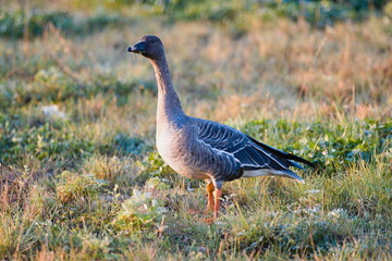 Goose gander (Anser anser)
