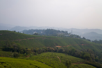 Fototapeta premium Hills and tea plantation in Munnar in Asia, India, Kerala, Munnar, in summer, on a sunny day.