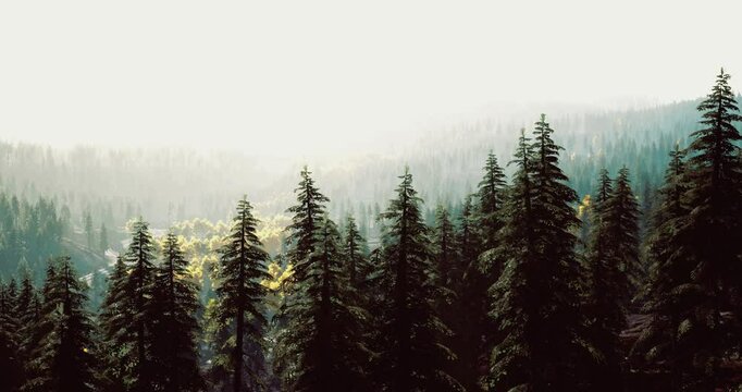 Tall evergreen trees create a natural border in the foreground, while a hazy mist envelops the forest. Sunlight filters through the trees, illuminating the peaceful atmosphere.