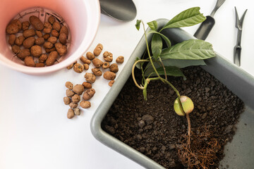 avocado transplants, care of domestic plants, preparation for transplanting, plant transplants, care of flowers