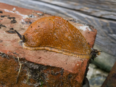 A large orange-brown slug on a brick surface. The slug has a textured, wrinkled body with a slimy appearance and visible tentacles extended forward.