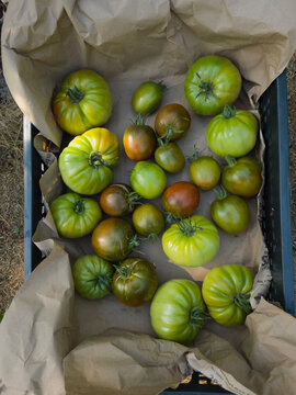 A crate lined with brown paper, filled with a variety of unripe and partially ripened tomatoes.