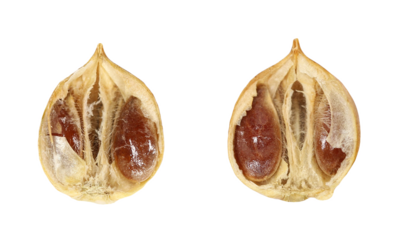 Close up half dried flax flowers, slice linseed boxes isolated on white, macro