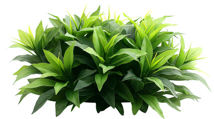 Fototapeta premium Tropical Foliage Plant Lush Green Leaves, Vibrant Nature Growth for Garden Themes, isolated on transparent background.