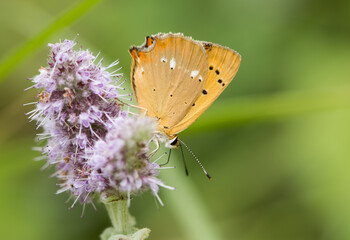 wildlife images. Photos of various butterflies.