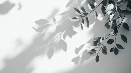 The gentle fall of abstract tree leaf shadows casts a soothing organic effect on a spotless white wall, featuring delicate gradients and fine patterns