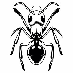 black and white spider