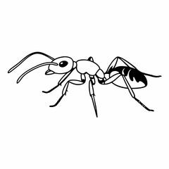 vector illustration of a spider