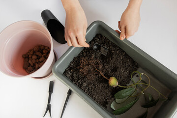 аvocado transplanting, land for transplanting domestic plants, growing avocados, care of domestic...