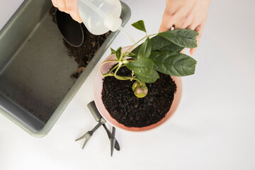 houseplant care, home plants watering, avocado growing, avocado transplanting, girl caring for the...