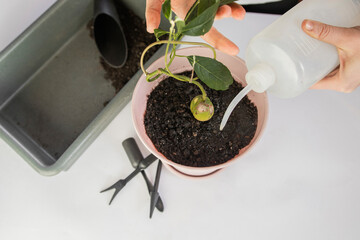 houseplant care, home plants watering, avocado growing, avocado transplanting, girl caring for the...