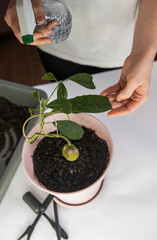 houseplant care, avocado growing, avocado transplanting, girl takes care of the houseplant, girl sprays water on the plant