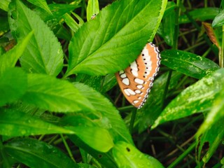 butterfly on a flower