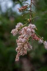 Pequeñas flores rosas 