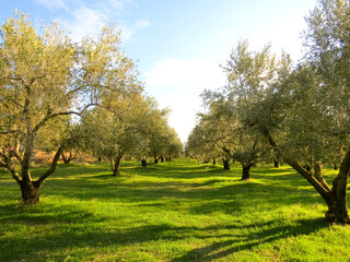 olive park