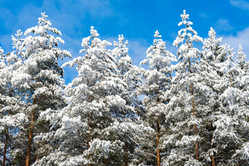 Winter in Catherine park, Tsarskoe Selo (Pushkin), Saint Petersburg, Russia