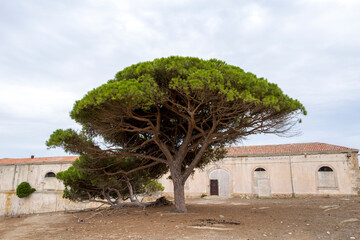 Trees in an abandoned village in Asinara National Park in Europe, Italy, Sardinia, Asinara, in summer, on a sunny day.