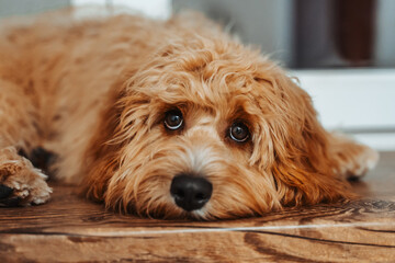 Dog of a Cavapoo or Cockapoo breed in home lying on the wooden windowsill. Close-up of curly brown dog cross between a poodle and a spaniel. Sad eyes