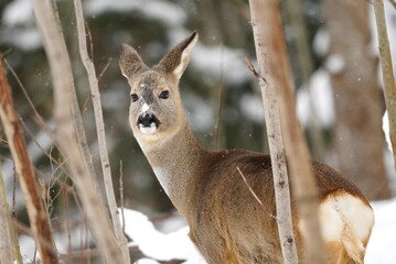 A European roe deer (Capreolus capreolus) carefully observes its surroundings in a winter landscape, standing among bare tree trunks. Snow is visible on the deer's muzzle. 