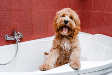 Dog of a Cavapoo or Cockapoo breed in the shower, washing in the bathroom.  Dog cross between a poodle and a spaniel. 
