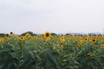 Obraz premium 一面のひまわり畑