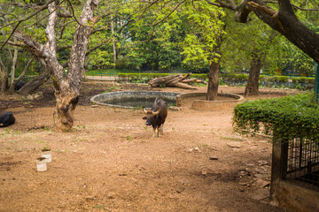 Buffalo at Trivandrum Zoo in Asia, India, Kerala, Trivandrum, in summer, on a sunny day.