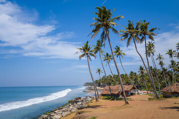 The beach and palm trees in Varkala in Asia, India, Kerala, Varkala, in summer, on a sunny day.