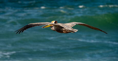 Brown Pelican Flying From Behind Over Ocean Waves