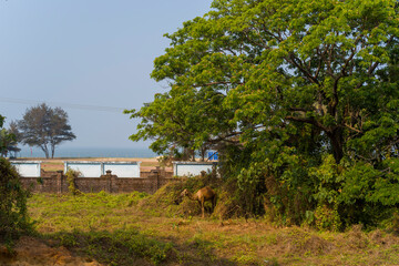 The beach seen from the railway station in Bekal in Asia, India, Kerala, Bekal, in summer, on a...