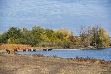 A herd of cows drinking water from the river bank