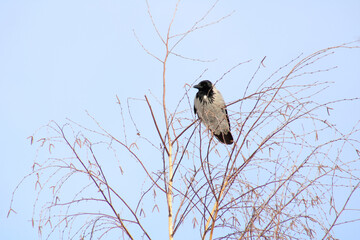 Hooded Crow - at the wet forest in early spring
