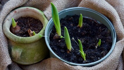 Junge Trete von Tulpen in Töpfen im Februar. Geschützt mit einem Sack. 