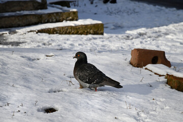Indian Dove or Rock Pigeon The Indian rock dove, rock pigeon or common pigeon belongs to the family...