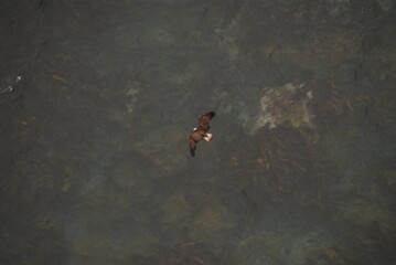 羽根を広げて海の上を飛ぶ鷲
