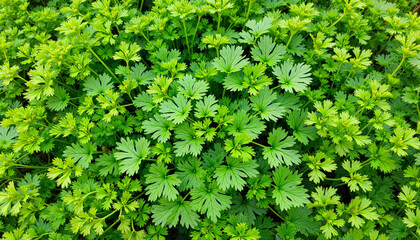 Flourishing parsley in lush greenery under natural light, herbal diversity