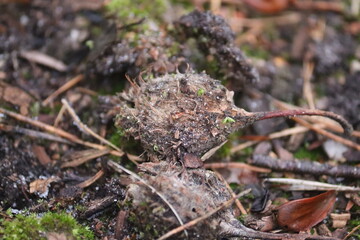 forest floor