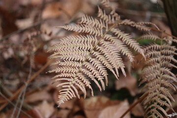 fern
