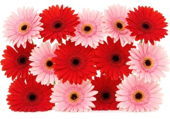 A horizontal arrangement of vibrant pink and red gerbera flowers with a mix of light and dark shades isolated on a white background